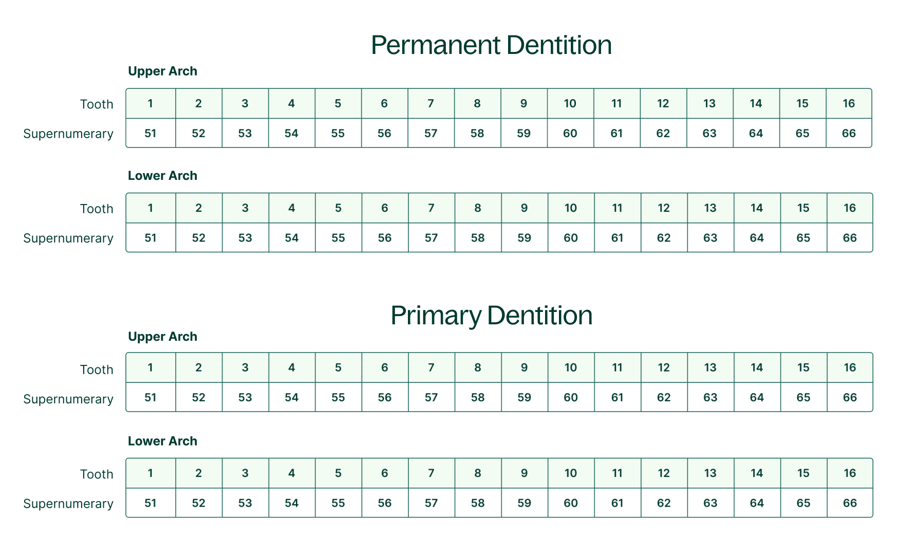 Charting Supernumerary Teeth [Chart Included] Dandy